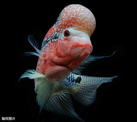 羅漢魚|花羅漢魚